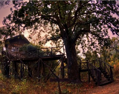 Tree House Hideaway